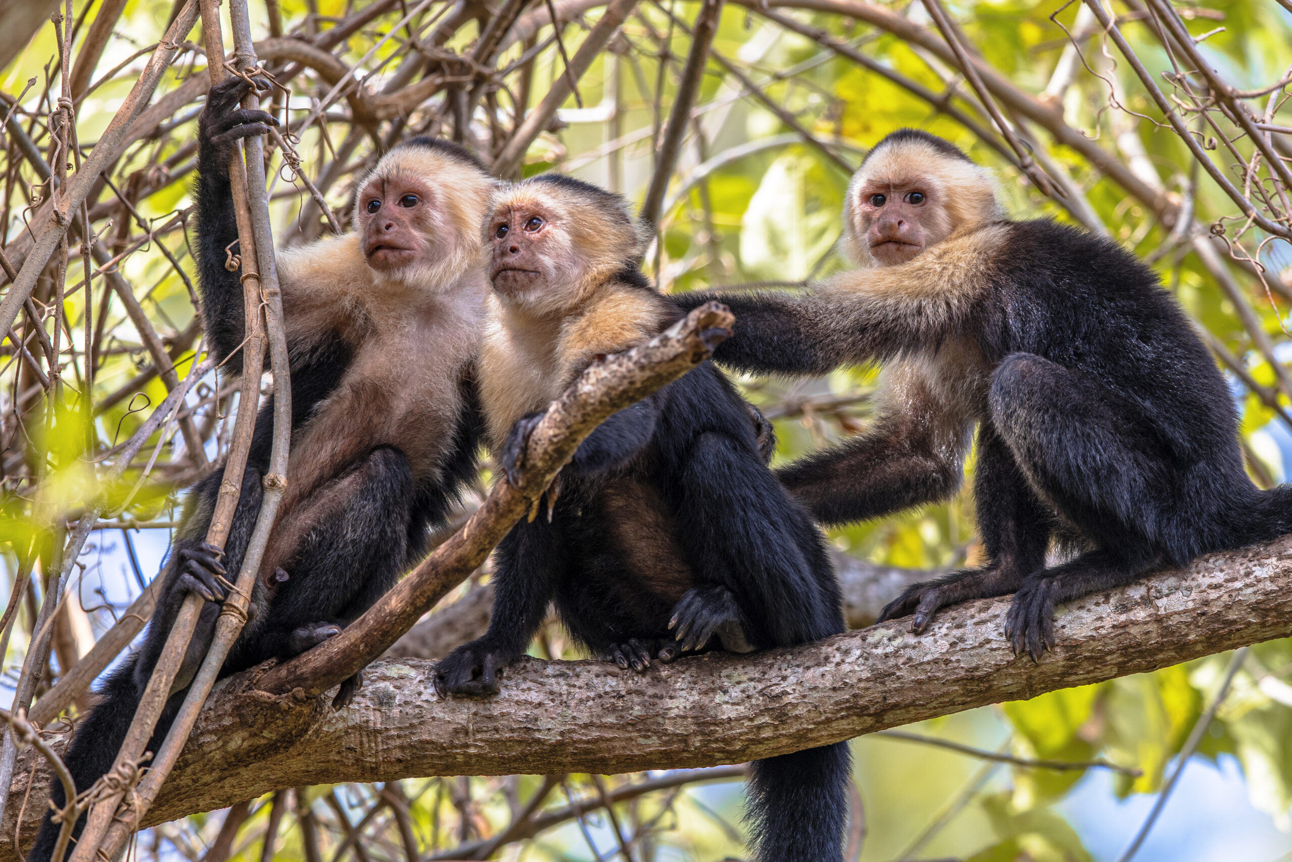 capuchin monkey family in a tree 2025 03 23 22 49 50 utc 1 scaled